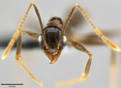 Pheidole hospes - CASENT0282674