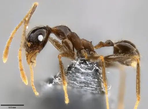 Pheidole hospes - CASENT0282674
