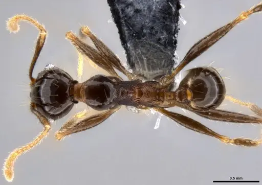 Pheidole hospes - CASENT0282675