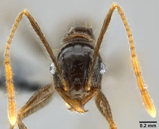 Pheidole hospes - CASENT0282675