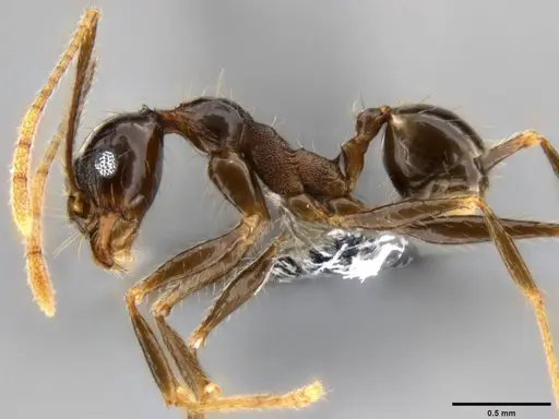 Pheidole hospes - CASENT0282675