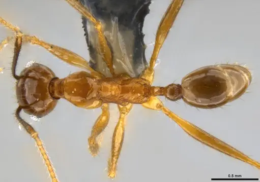 Pheidole hospes - CASENT0282678