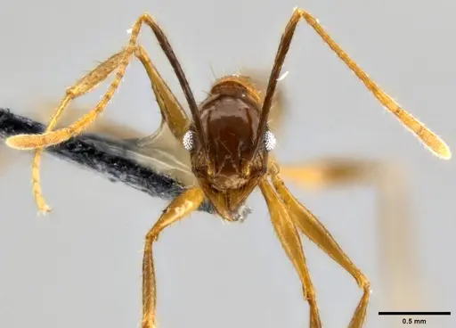 Pheidole hospes - CASENT0282678