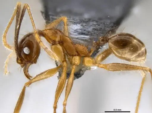 Pheidole hospes - CASENT0282678