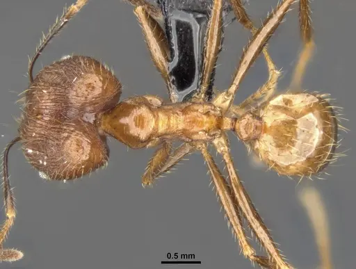 Pheidole hospes - CASENT0284023