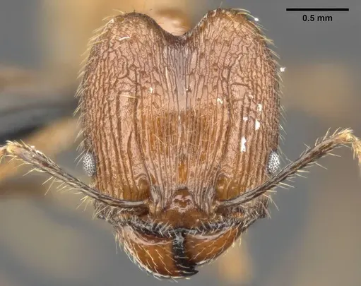 Pheidole hospes - CASENT0284023