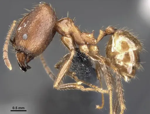 Pheidole hospes - CASENT0284023