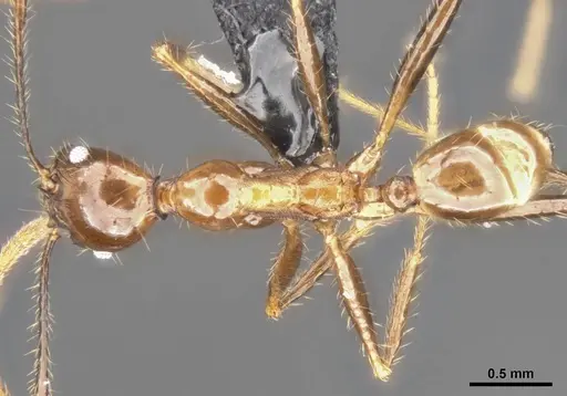 Pheidole hospes - CASENT0284024