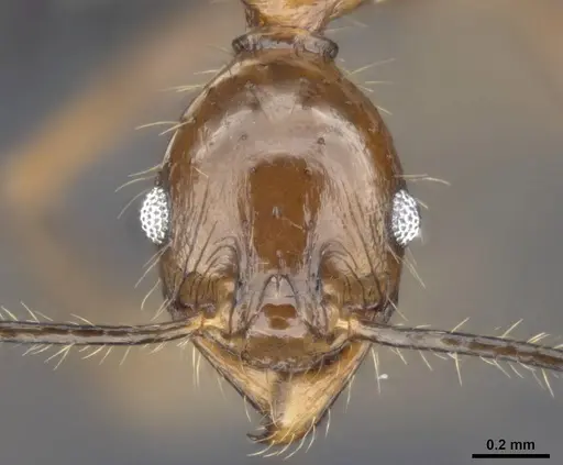 Pheidole hospes - CASENT0284024