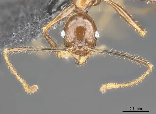 Pheidole hospes - CASENT0284024