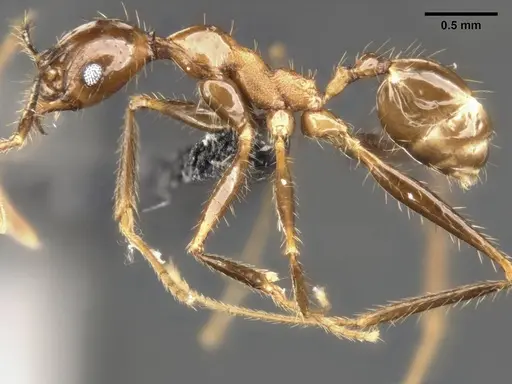 Pheidole hospes - CASENT0284024