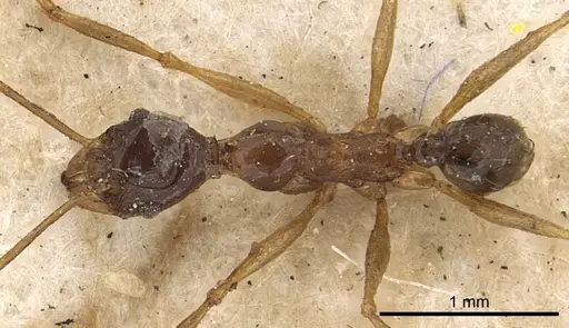 Pheidole hospes - CASENT0901400