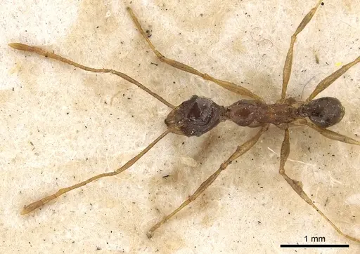 Pheidole hospes - CASENT0901400