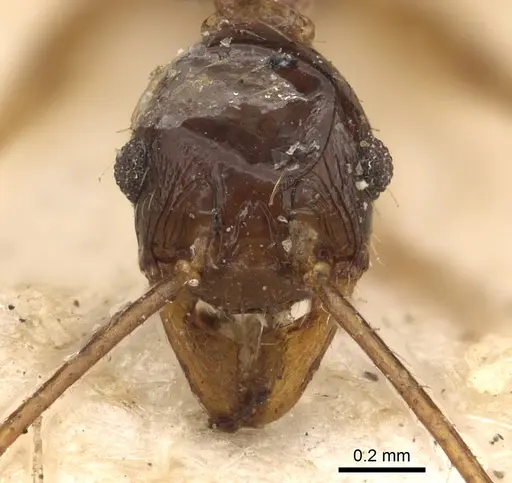 Pheidole hospes - CASENT0901400