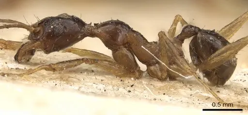 Pheidole hospes - CASENT0901400