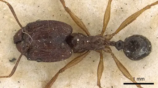 Pheidole hospes - CASENT0901401