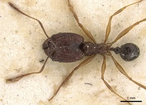 Pheidole hospes - CASENT0901401