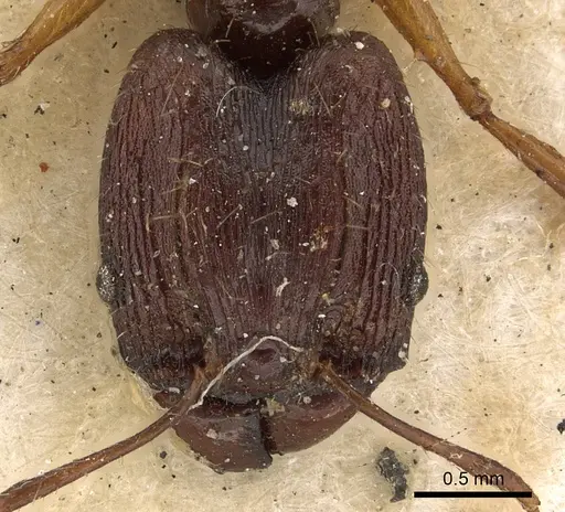 Pheidole hospes - CASENT0901401