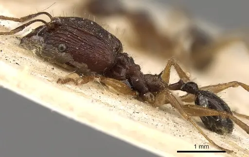 Pheidole hospes - CASENT0901401