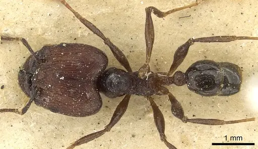 Pheidole hospita specimen