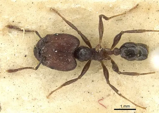 Pheidole hospita specimen