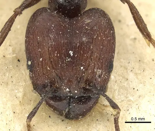 Pheidole hospita specimen