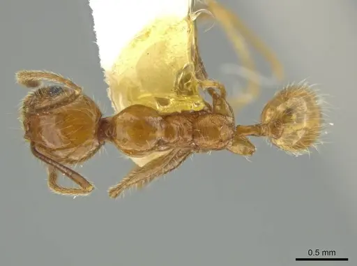 Pheidole huacana specimen