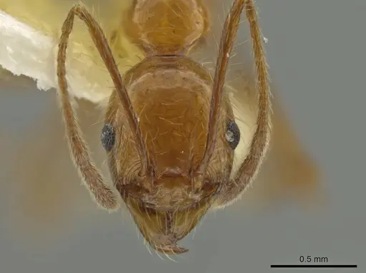 Pheidole huacana specimen