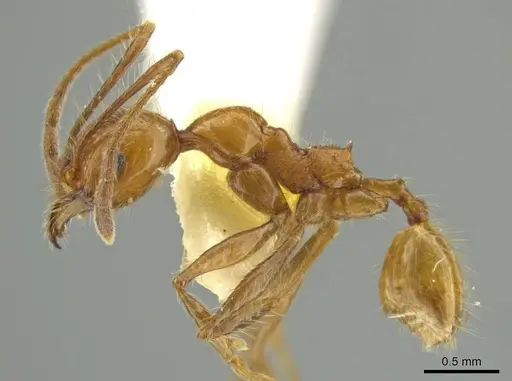 Pheidole huacana specimen