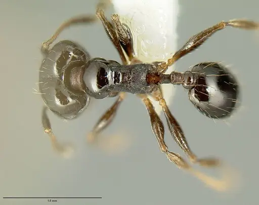 Pheidole huarache specimen