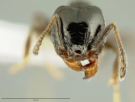 Pheidole huarache specimen