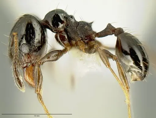 Pheidole huarache specimen