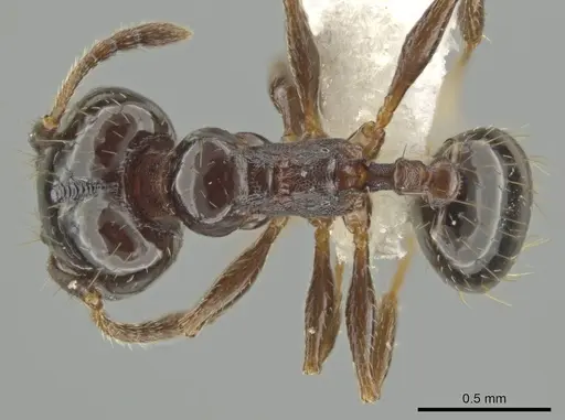 Pheidole huarache - CASENT0611593