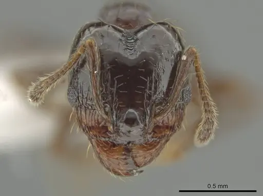 Pheidole huarache - CASENT0611593