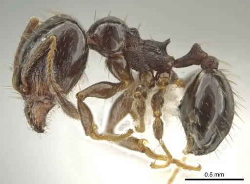 Pheidole huarache - CASENT0611593