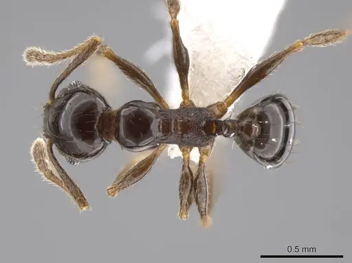 Pheidole huarache - CASENT0611594