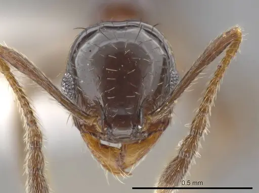 Pheidole huarache - CASENT0611594