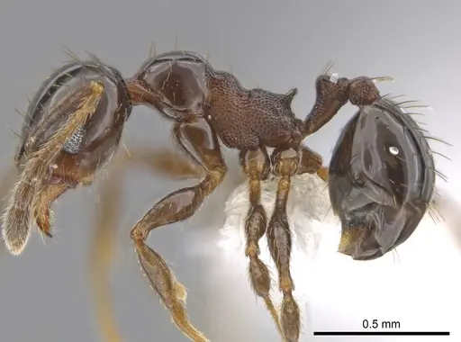 Pheidole huarache - CASENT0611594