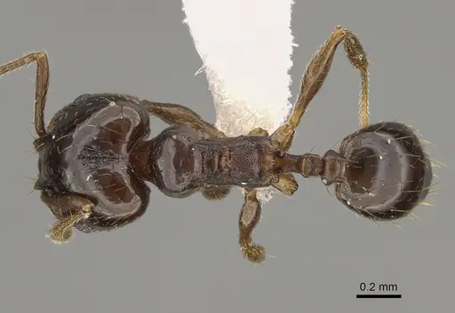 Pheidole huarache - CASENT0611595