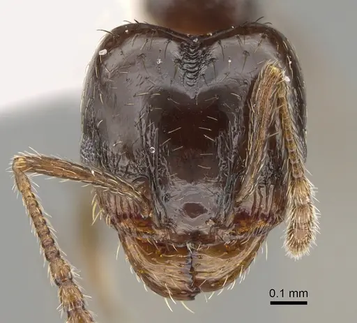 Pheidole huarache - CASENT0611595