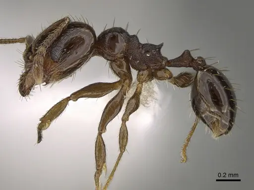 Pheidole huarache - CASENT0611595