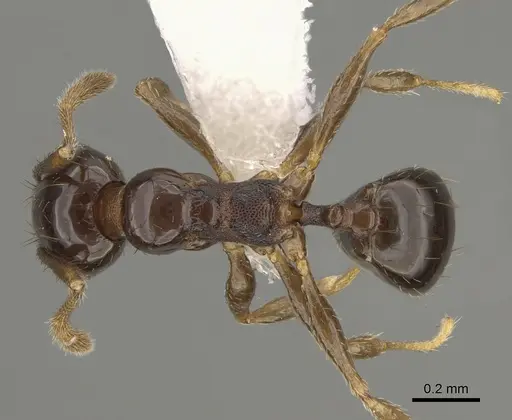 Pheidole huarache - CASENT0611596