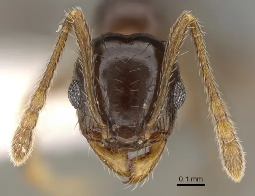 Pheidole huarache - CASENT0611596