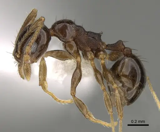 Pheidole huarache - CASENT0611596