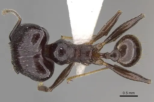 Pheidole huberi specimen