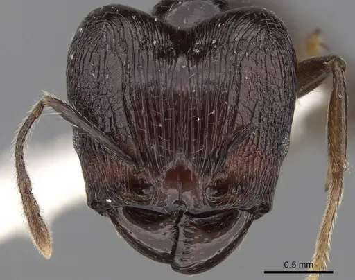 Pheidole huberi specimen