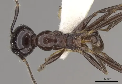 Pheidole huberi - CASENT0281711