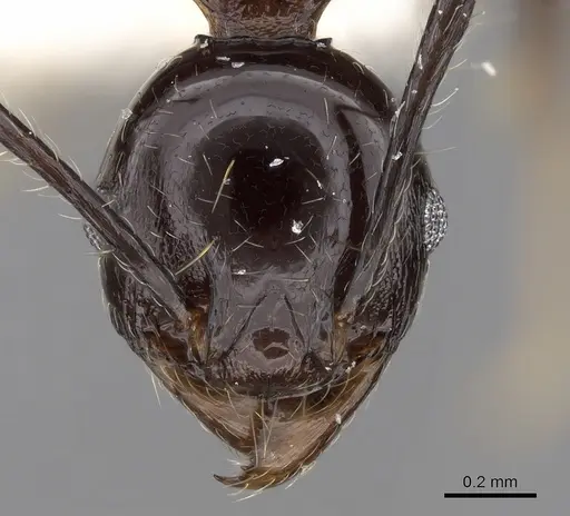 Pheidole huberi - CASENT0281711
