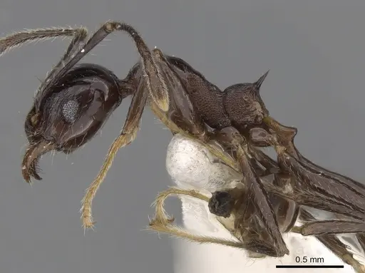Pheidole huberi - CASENT0281711