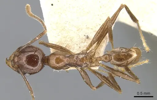 Pheidole huberi - CASENT0904246